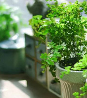 临高专属于你的开运指南，助你鸿运当头福满身！