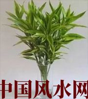 临高十二生肖养什么植物最旺财运？你知道吗！