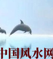 临高做梦梦到这些，是要富裕的征兆！