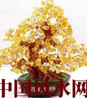 临高买了招财植物却不能发财，是方位摆错了！